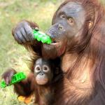 Cameron Park Zoo