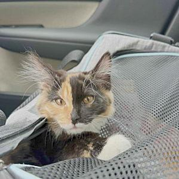 Wobbly Cat Fund