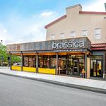 Brassica