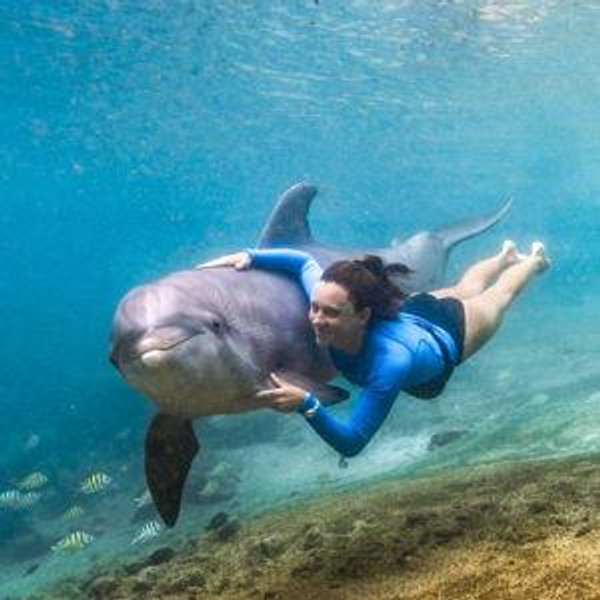 Caracao: Swim with the Dolphins