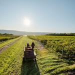 Seneca Lake Wine Trail