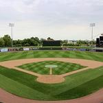 Great Lakes Loons
