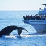 Whale Watching