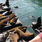 Oregon Coast Highway