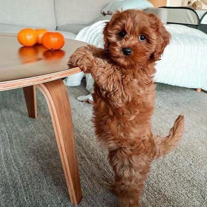 Future Pup