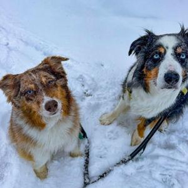 Dog sitter for the pups