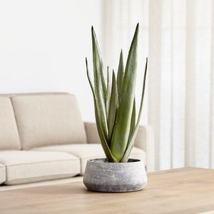 Faux Potted Agave