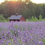 Orchard View Lavender Farm