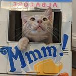 El Gato Coffeehouse