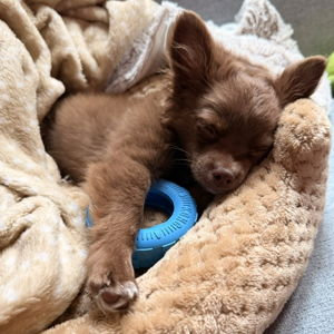 Chester's Toy Fund
