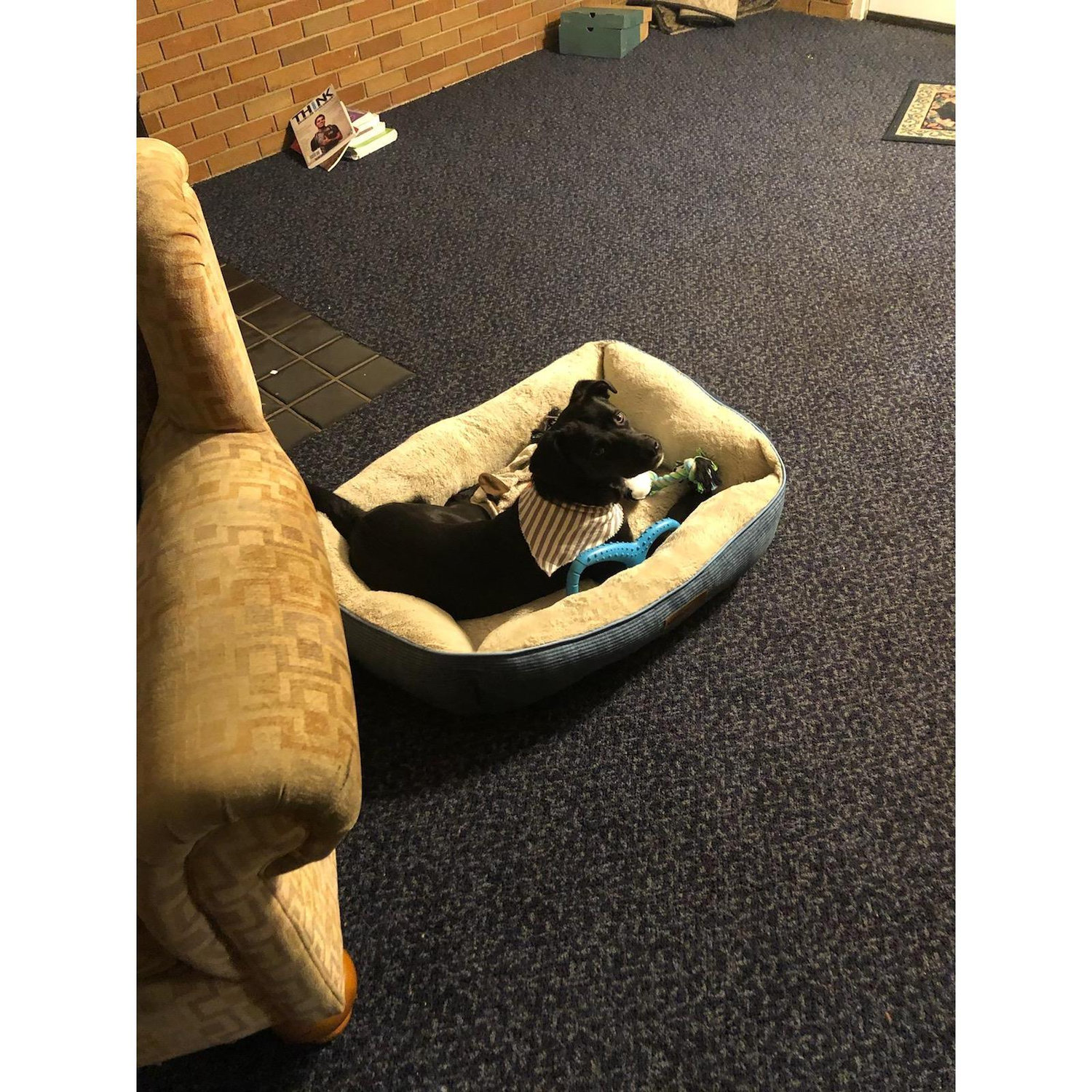 The night she got her first doggy bed
