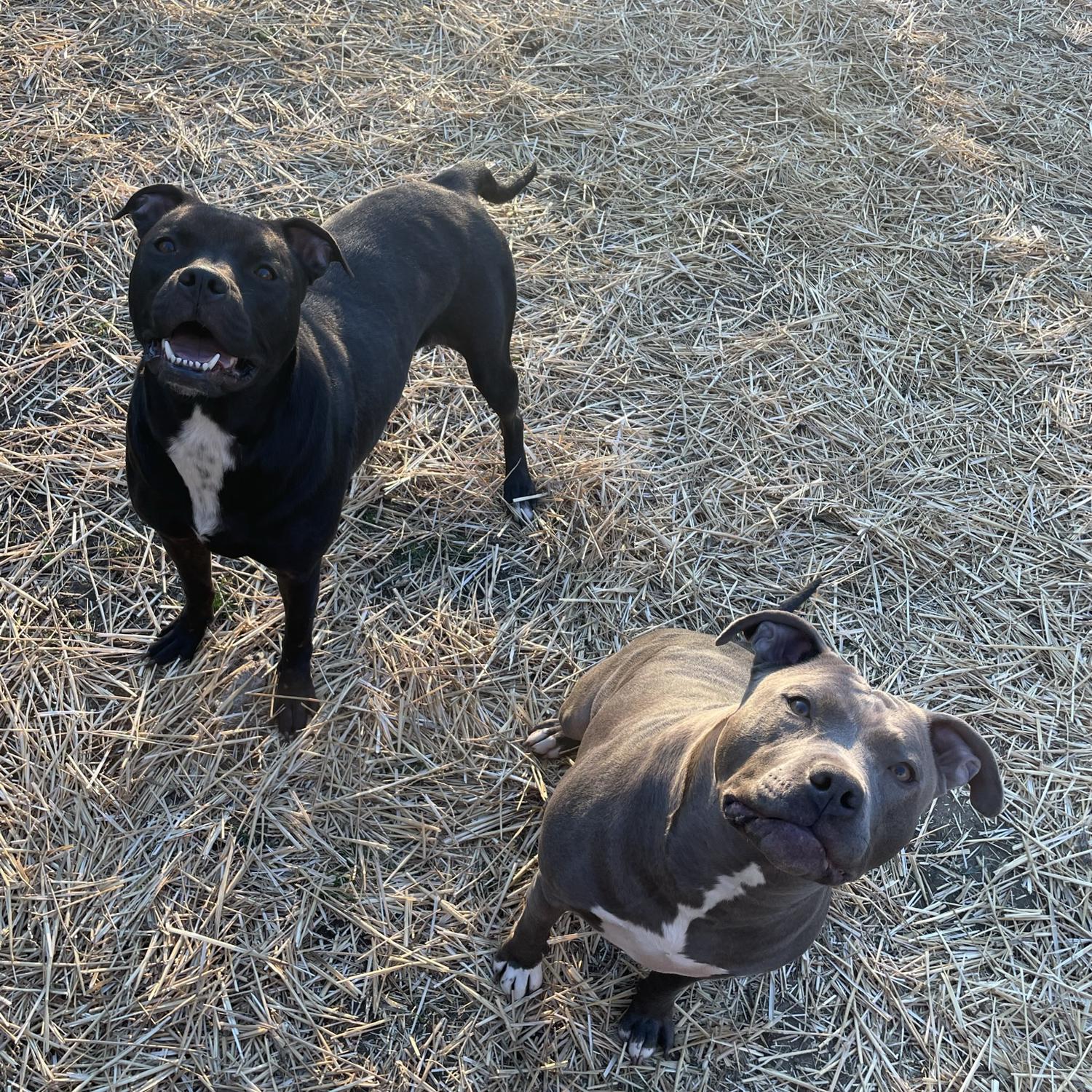 Freya and Justice