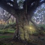 New Orleans City Park
