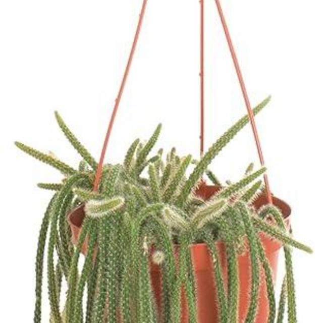 Shop Succulents Rat Tail Rare Cactus, Aporocactus flagelliformis, Fully Rooted Live 6" Cactus Plant with Hanger, Low Maintenance Indoor Plant, Hardy Cactus, Gift & Garden