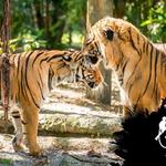 Palm Beach Zoo & Conservation Society