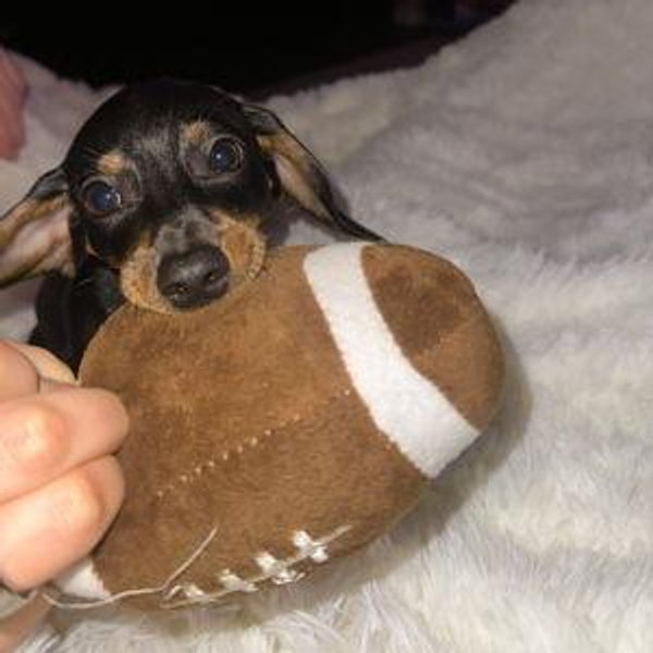 Our Pet Toy Fund