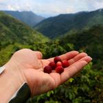 Finca La Manchuria - An authentic and original coffee lodge - 2h from Medellín