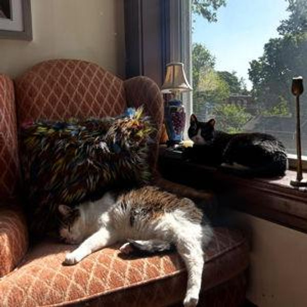 Cat Accommodations Over Honeymoon