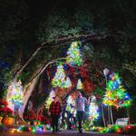 Dazzling Lights