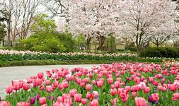 The Dallas Arboretum and Botanical Garden