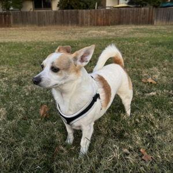 Felix's Dog Sibling Fund