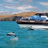 Akaroa Dolphin Cruise