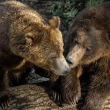 Northwest Trek Wildlife Park
