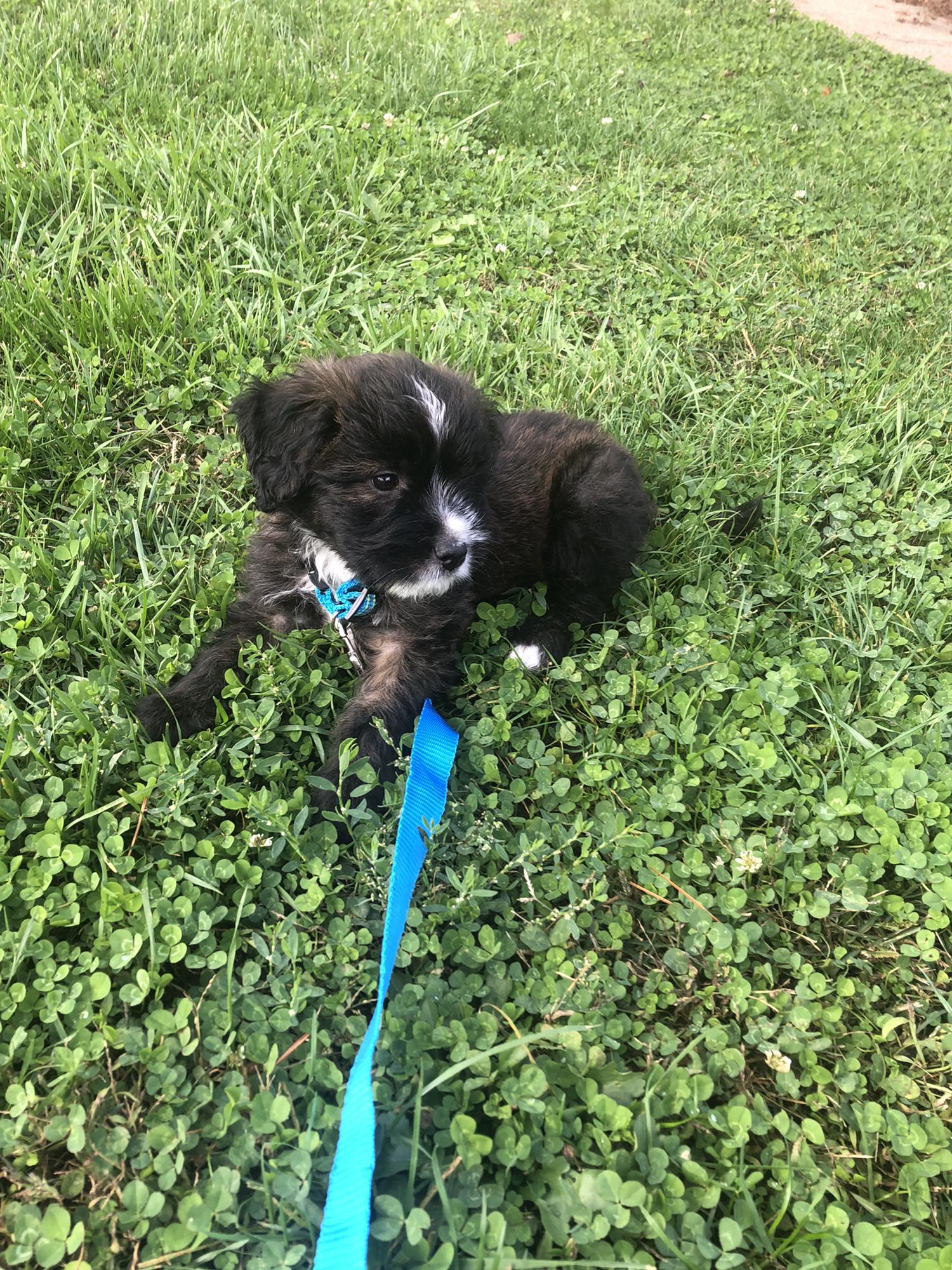 The day we got Odie! (10.2021)