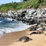 Ho‘okipa Beach Park