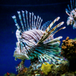 National Aquarium