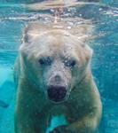 Saint Louis Zoo