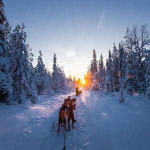 Dog sledding
