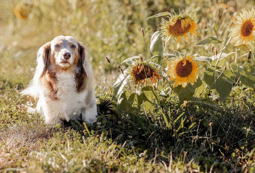 The Wedding Website of Kyle Niedermeier and Lizzie Mcleod