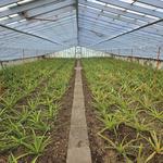 Pineapple Plantation A Arruda