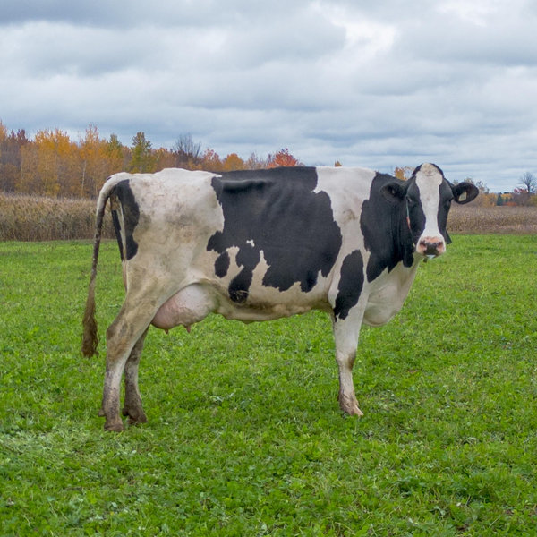 Quarter Cow