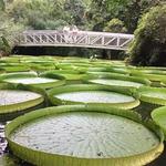 Kanapaha Botanical Gardens