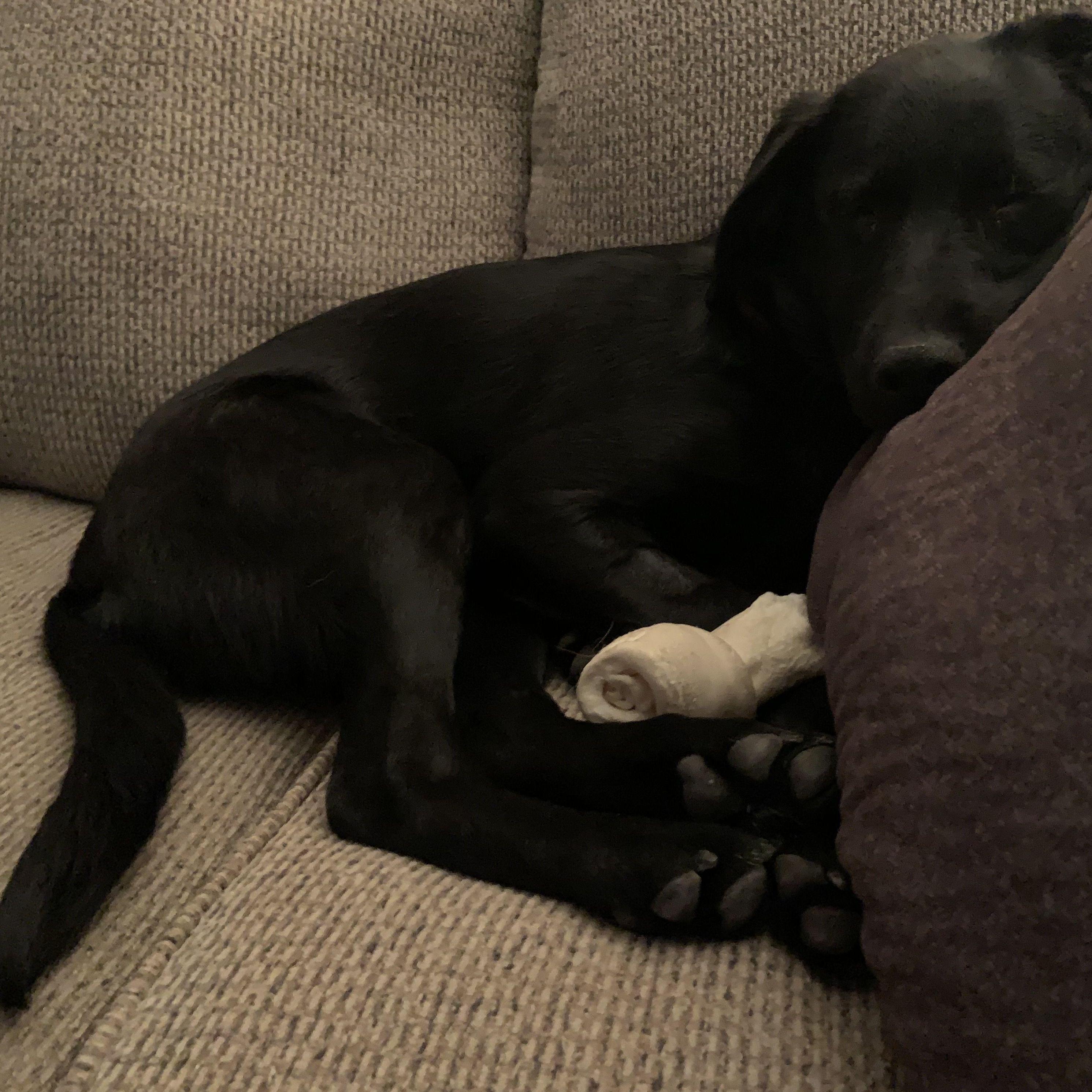 Puppy naps are the best!