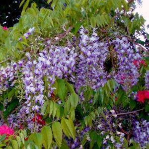 Wisteria for our new gate