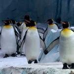 Detroit Zoo