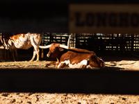 Fort Worth Stockyards