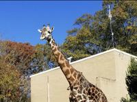 Greenville Zoo