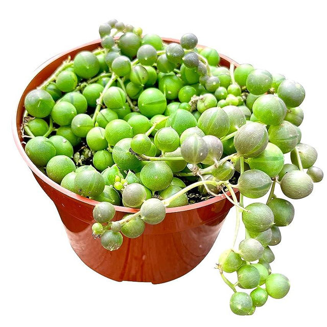 Live Succulent (4" String of Pearls), Succulents Plants Live, Succulent Plants Fully Rooted, Rare House Plant for Home Office Decoration, DIY Projects, Party Favor Gift by The Succulent Cult