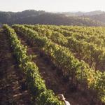 Tuscany Wine Tours in a family winery: Podere Pellicciano