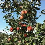 Pleasant Valley Orchard