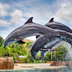 SeaWorld Orlando