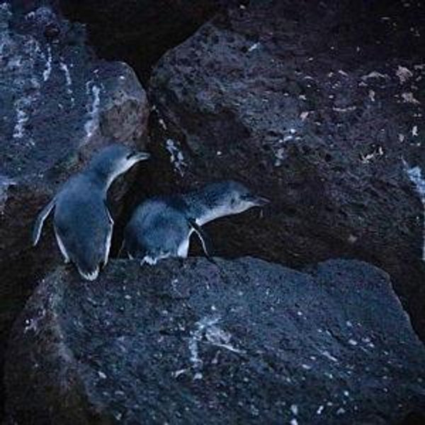St. Kilda Penguin Cruise