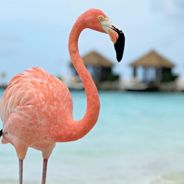 Day Pass Flamingo Island