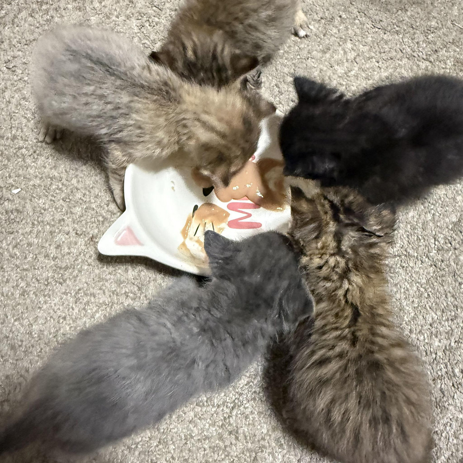 Kittens moving on from the bottle.