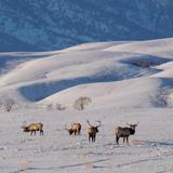 National Elk Refuge