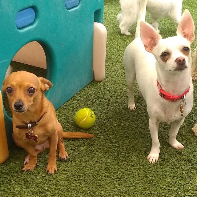 Elmo & Penne Honeymoon Doggy Daycare Fund